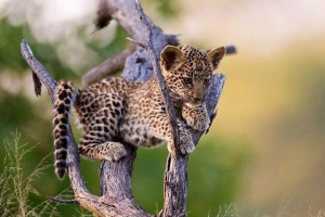 W zoo cincinnati zaprzyjaźnić się z antylopą i lampartem